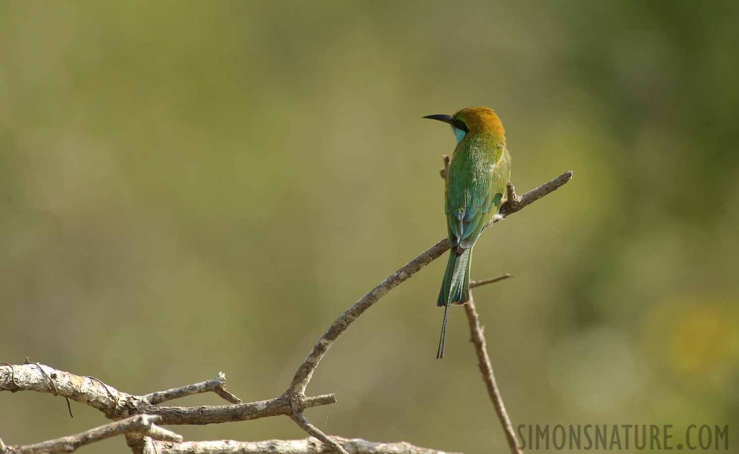 Merops orientalis ceylonicus [550 mm, 1/640 Sek. bei f / 8.0, ISO 500]